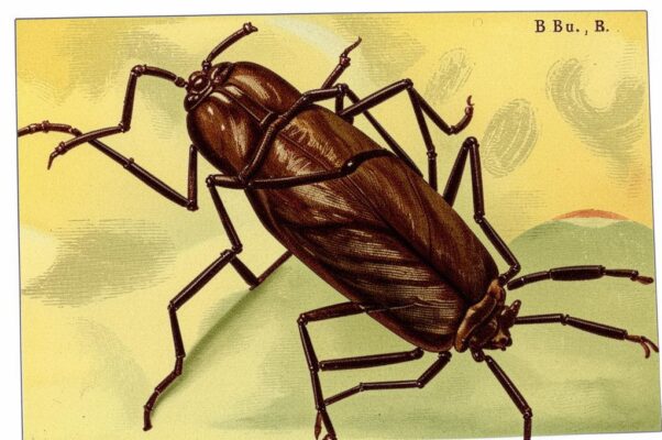 Опять («Бор.  Буг…»)