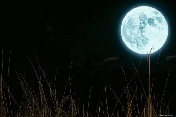 Соловей («Милый, звонкий соловей…»)