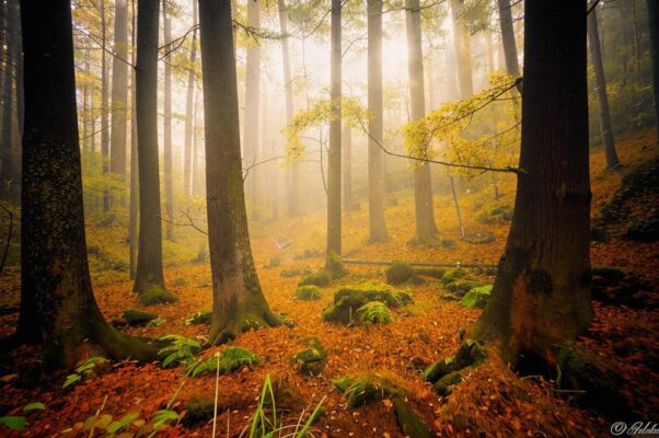 Родному лесу