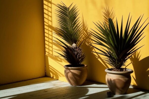 «Коротки тени...»