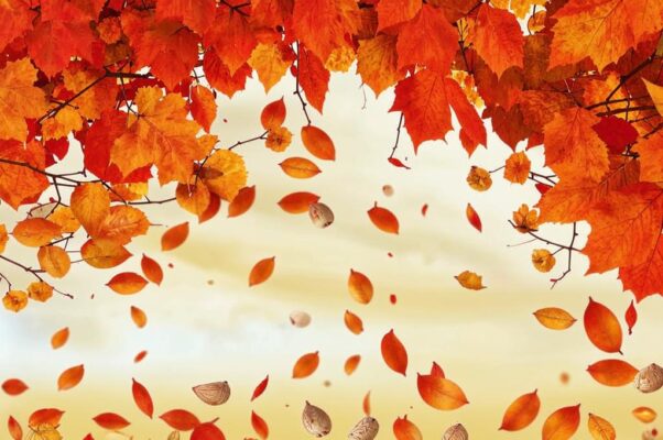 «Октябрьский холодный небосклон...»