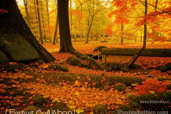 «Осенние истлели багрецы...»