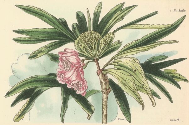 Ожидание («Тебя я жду, тебя я жду…»)