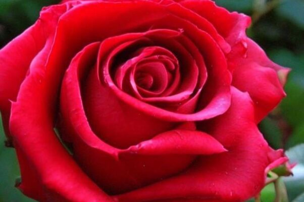 Гусарская исповедь