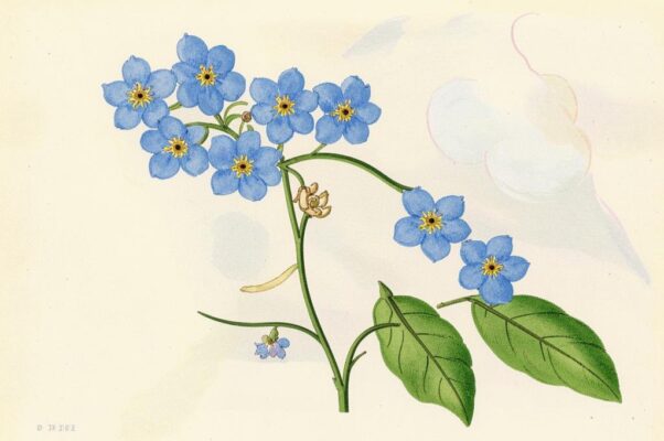 Незабудочка