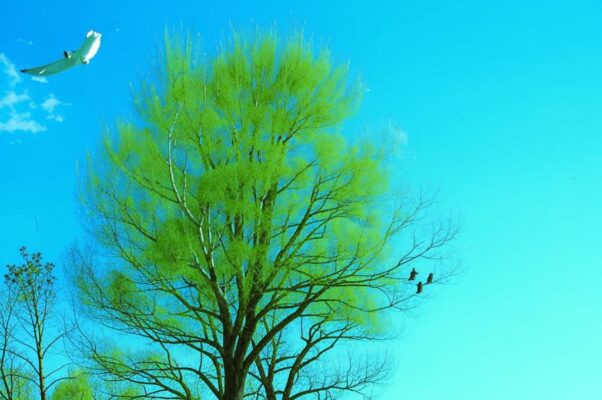 Соломон и Суламита («…»)