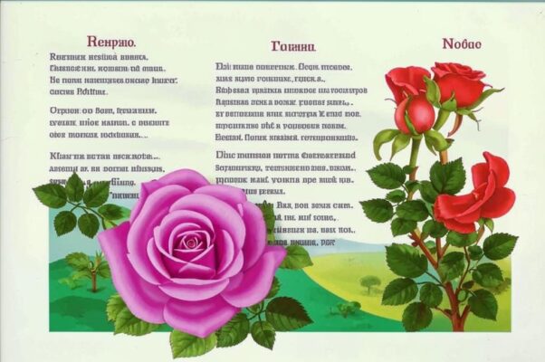 «Всех цветочков боле...»