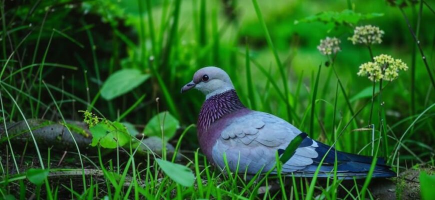 «Стонет сизый голубочек...»
