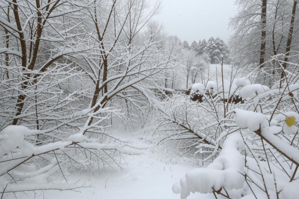 «Сад снегом занесло: метелица и вьюга!..»