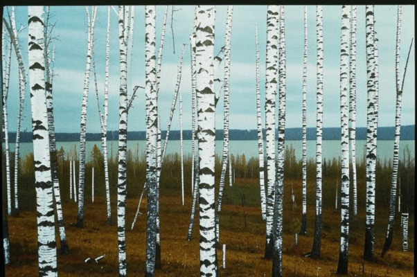 «Ветви тонких берез так упруги и гибки...»