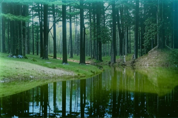 «Лесное озеро, поросшее осокой...»