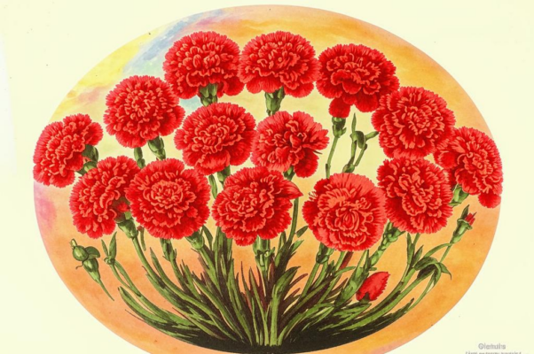 «Твои цветы... Цветы от друга...»