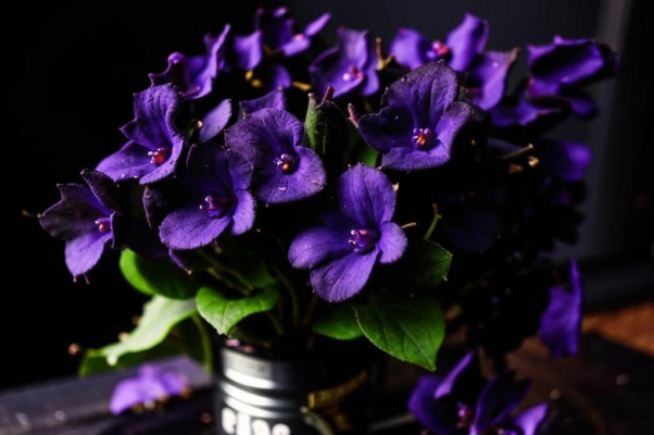 «Темно-лиловые фиалки...»