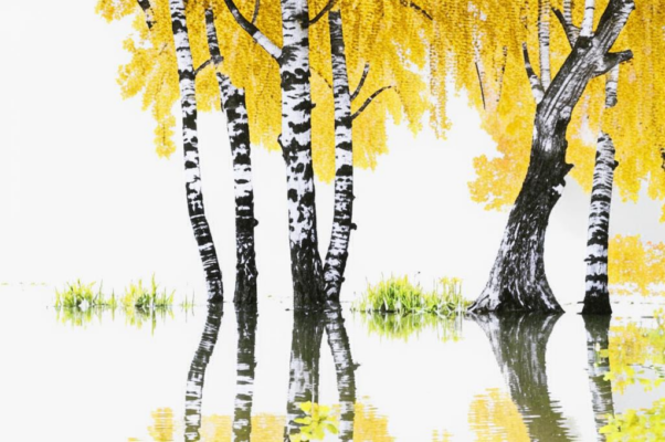 «Зеленая прическа...»