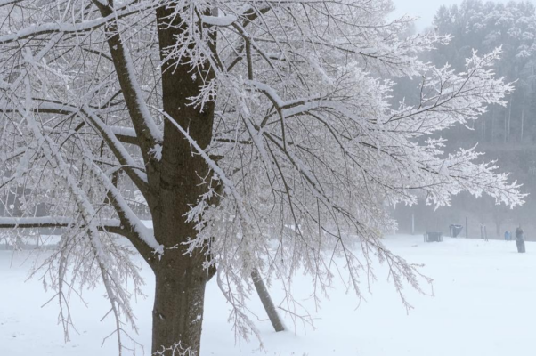 «Клен ты мой опавший, клен заледенелый...»