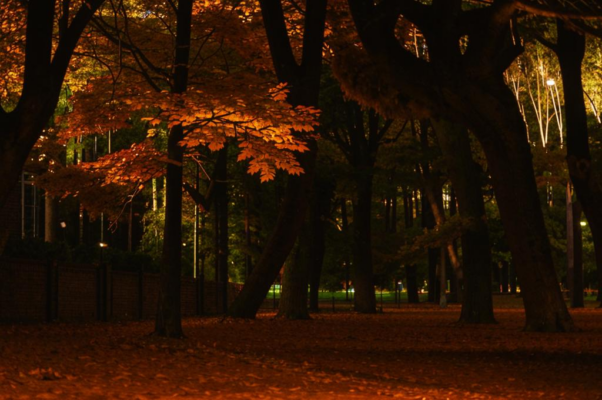 «Листья падают, листья падают...»
