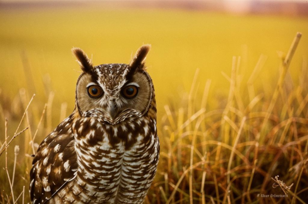 «По-осеннему кычет сова...»