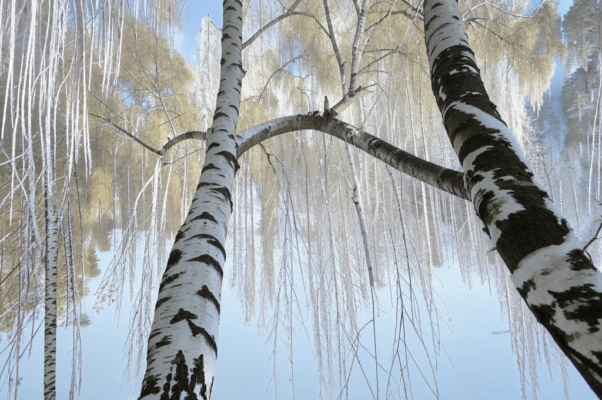 «Свищет ветер, серебряный ветер...»