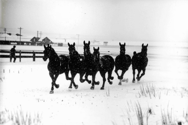 «Снежная замять крутит бойко...»