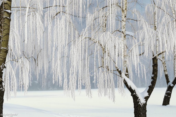 Береза («Белая берез…»)