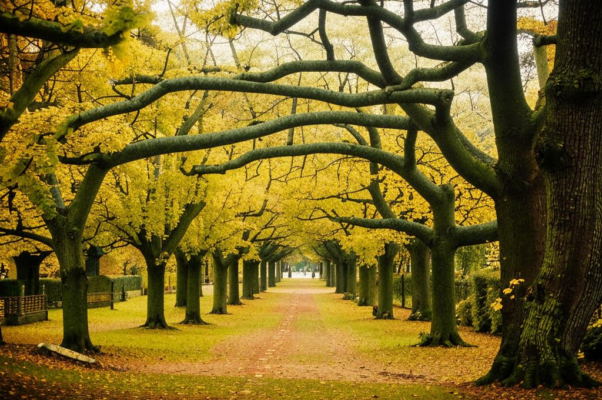 Как шумят мои липы