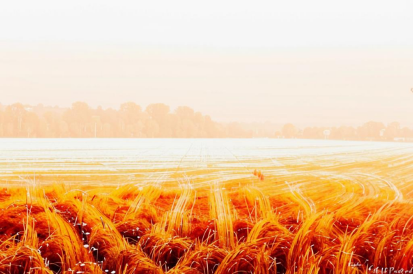 Погибшая нива