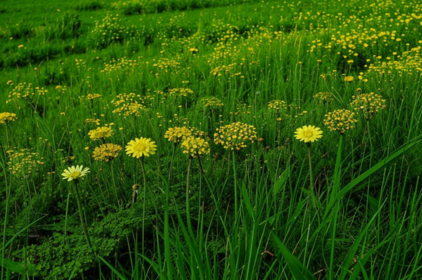 Полевые цветы