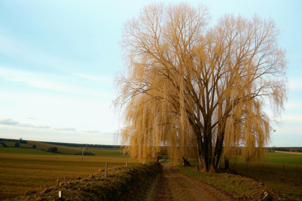 Старая ракита