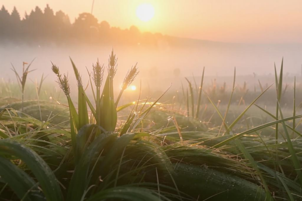 «Взошла заря. Дыханием приятным...»