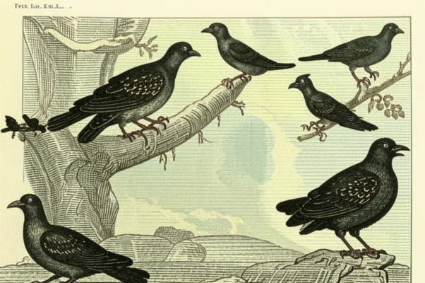 Голубка и сорока