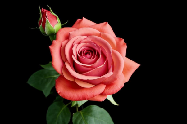 Мечта («Ах!  если б мой милый был роза-цветок…»)