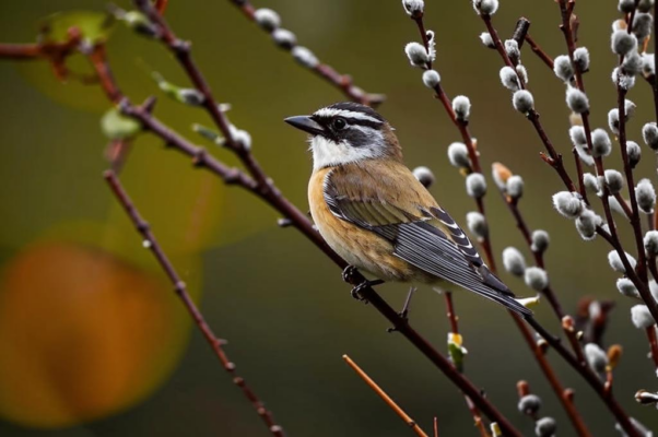 Опять вы, птички, прилетели