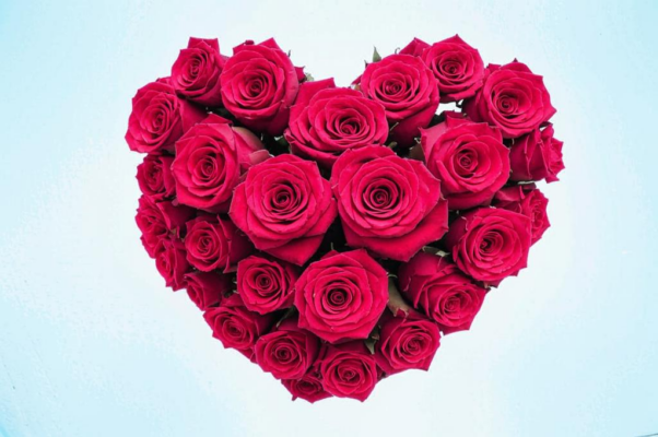 Песня («Розы расцветают…»)