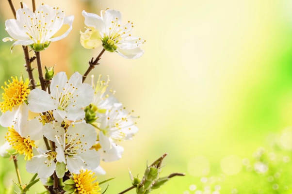 Тоска («Младость легкая порхае…»)