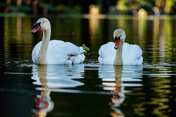 Царскосельский лебедь