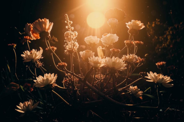 Цветы («Цветы умрут ― когда сияни…»)