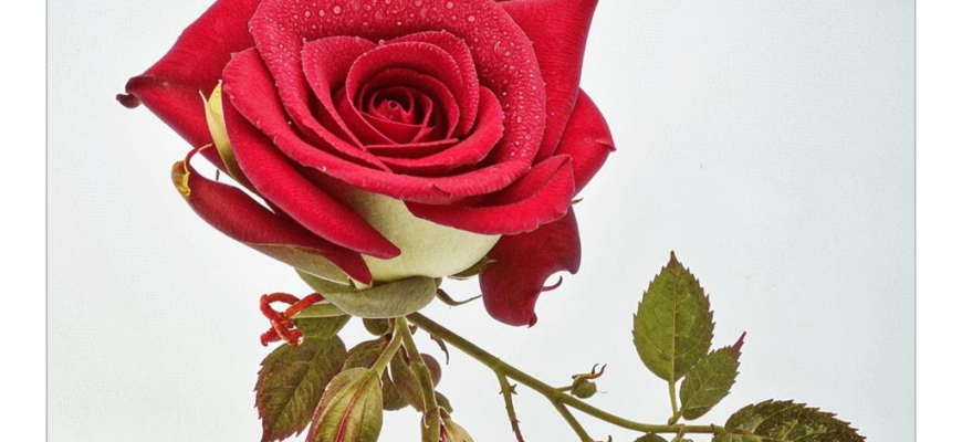 Rosa Sophia