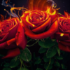 Роза огня