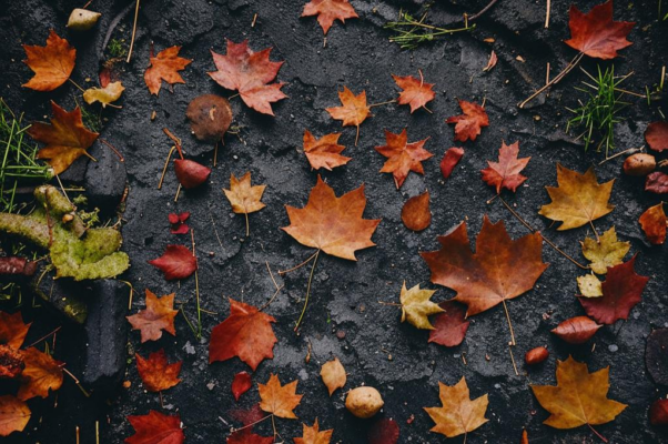 «Вновь сыплет осень листьями сухими...»