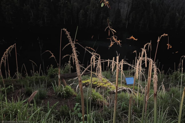 «Листья падали, падали, падали...»