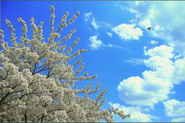 «Синеватое облако...»