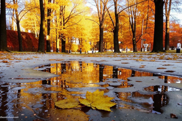 «Тонким льдом затянуты лужицы...»