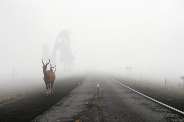 «Туман. Передо мной дорога...»