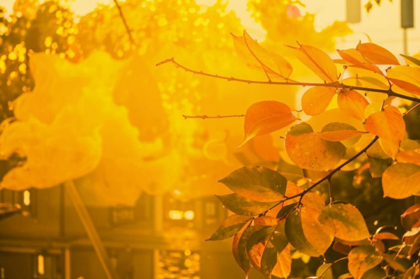 «Холодеет осеннее солнце и листвой пожелтевшей играет...»