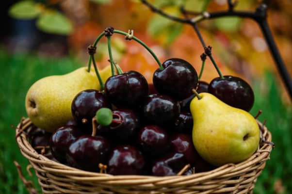 «Черные вишни, зеленые сливы...»