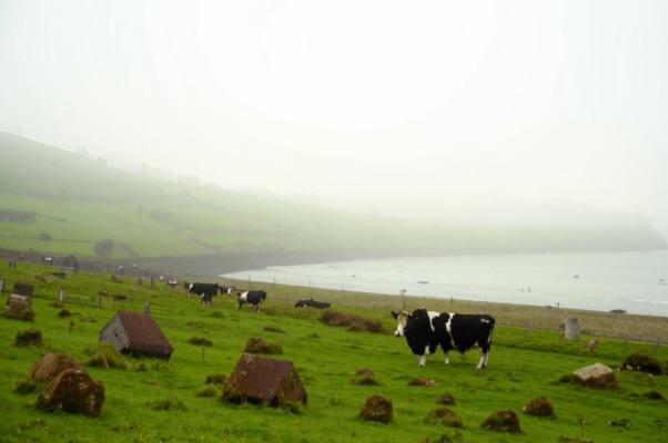 «Шотландия, туманный берег твой...»