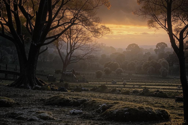 Сочельник («Вечер гаснет морозный и мирный…»)