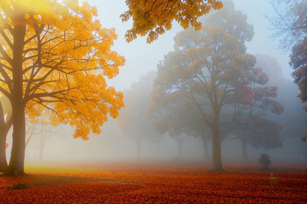 «Зал осени, с рассвета осиянный...»