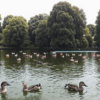 В парке «Golders Hill» в Лондоне