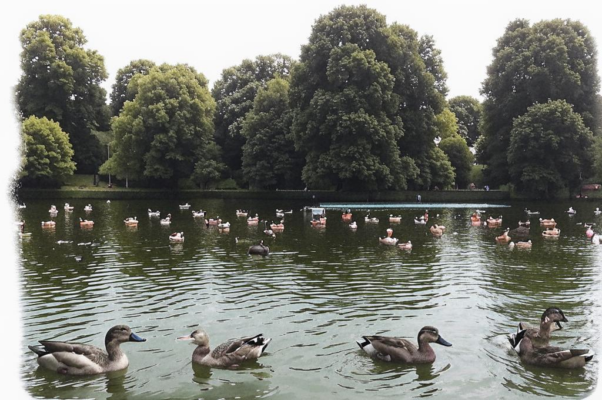 В парке «Golders Hill» в Лондоне